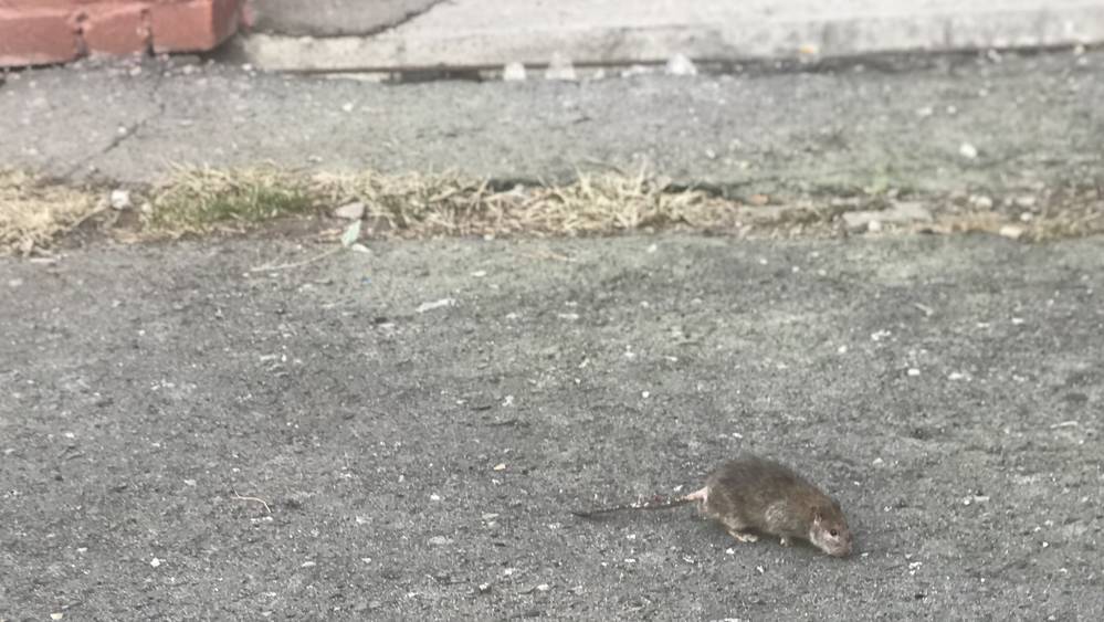 В Брянске началось апрельское нашествие крыс