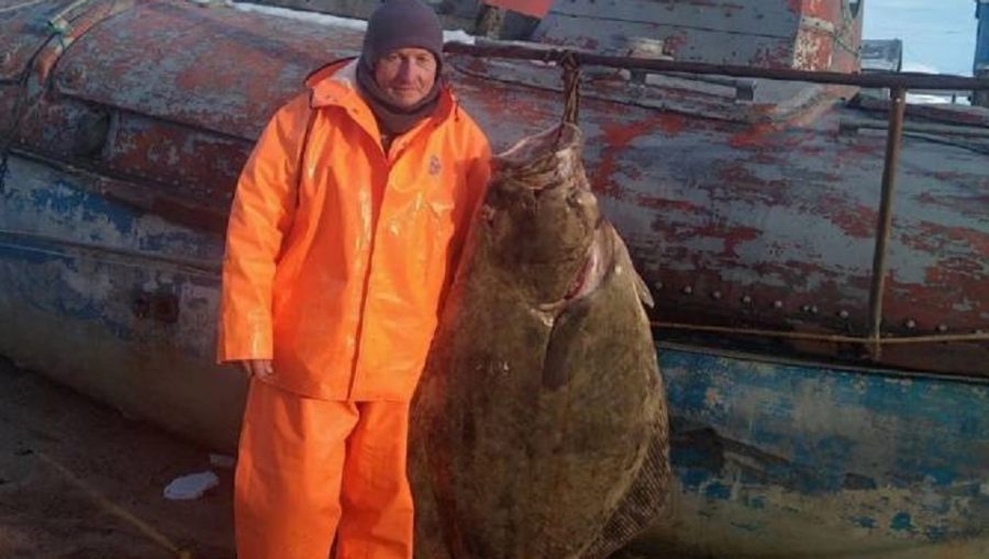 Брянский рыбак поймал гигантского палтуса в Баренцевом море