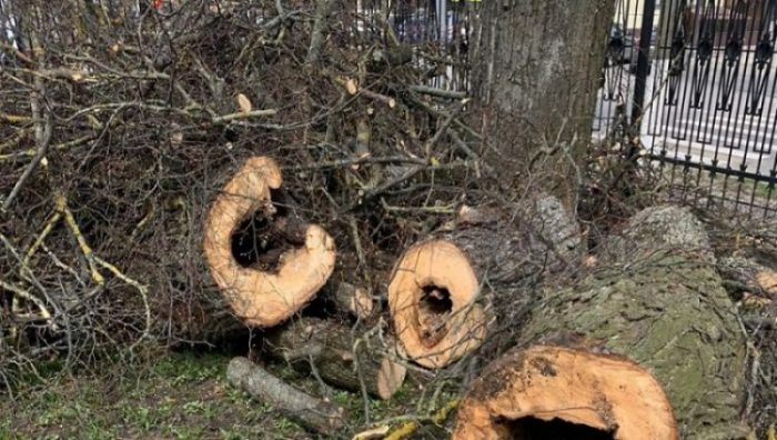 В Брянске в парке Толстого убрали 12 аварийных деревьев