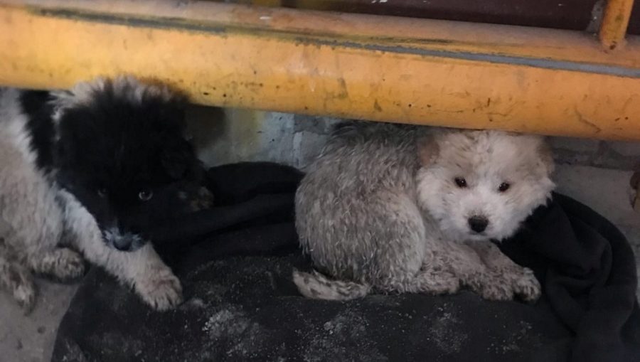 В брянском аэропорту обнаружили двух подброшенных щенков