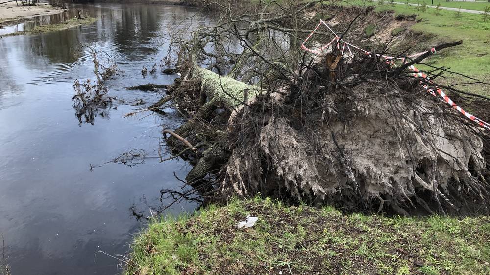 Под Брянском упал в реку Снежеть из-за половодья 200-летний дуб