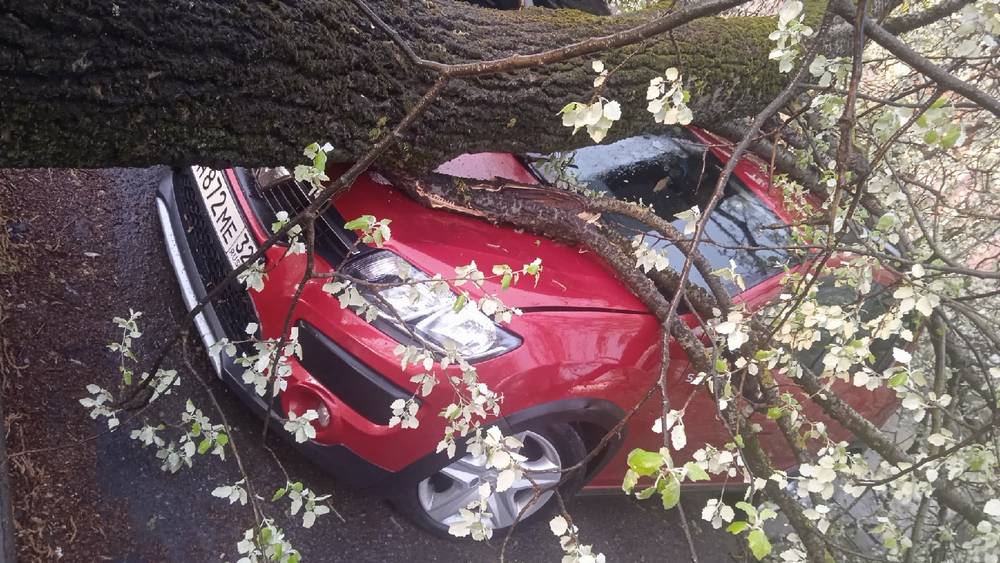 В Брянске поваленное ураганом дерево раздавило автомобиль на Ростовской