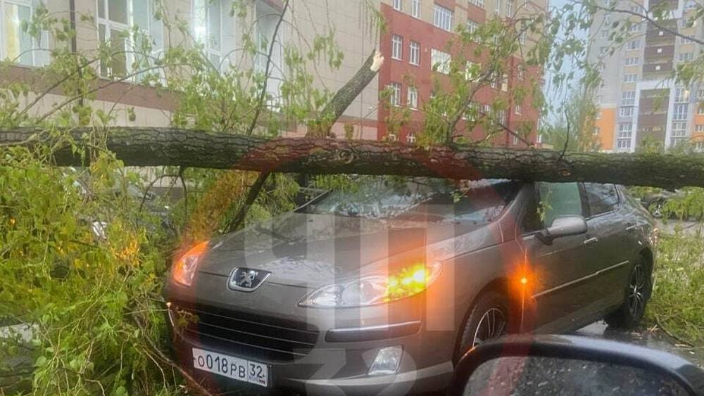В Брянске упавшее возле гостиницы дерево повредило 4 автомобиля