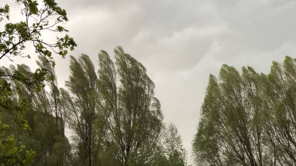 МЧС предупредило жителей Брянской области об ураганном ветре 13 мая