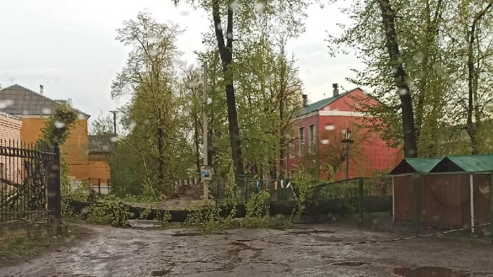 В Брянске во время урагана рухнуло дерево возле детсада «Медвежонок»