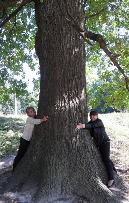 На конкурс «Российское дерево года» предложили растущий в Локте 150-летний дуб