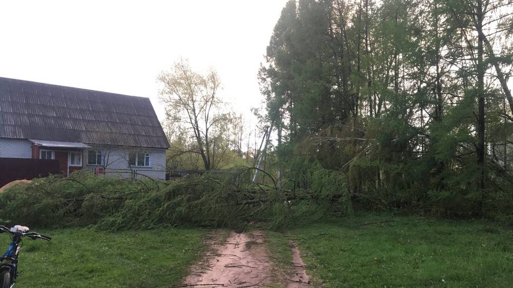 В Брянской области ураган сорвал крыши домов, повалил деревья, повредил машины