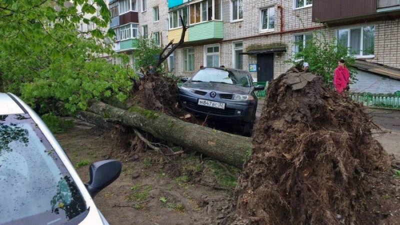 В Новозыбкове рухнувшие во время урагана деревья повредили автомобили