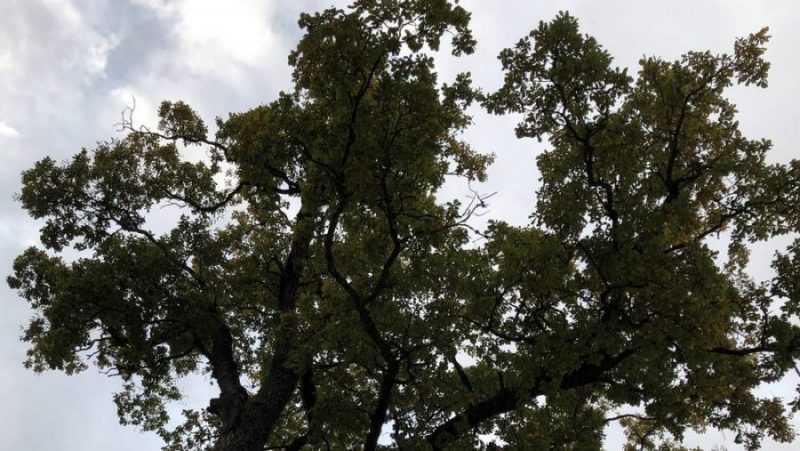 На конкурс «Российское дерево года» предложили растущий в Локте 150-летний дуб
