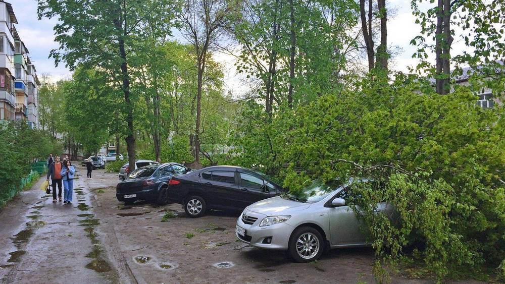 В Новозыбкове рухнувшие во время урагана деревья повредили автомобили