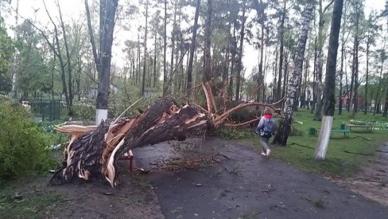 Дорога в брянскую Жуковку заблокирована упавшими во время урагана деревьями