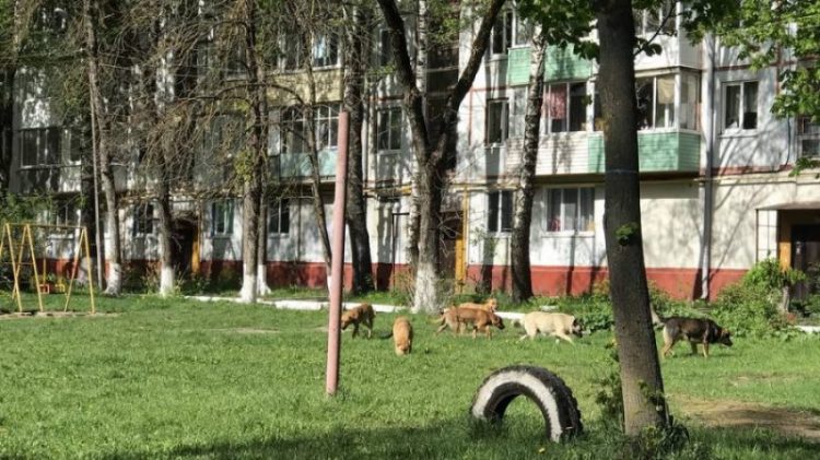 В Брянске улица Крахмалева превратилась в опасный собачий питомник