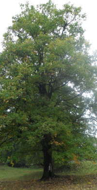 Романовский дуб представил Брянскую область в конкурсе деревьев