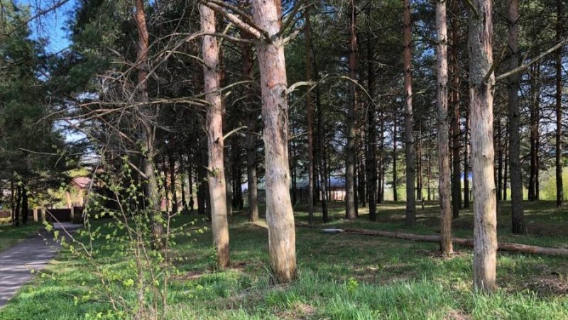 В брянском парке «Соловьи» увеличилась площадь гибнущих сосен