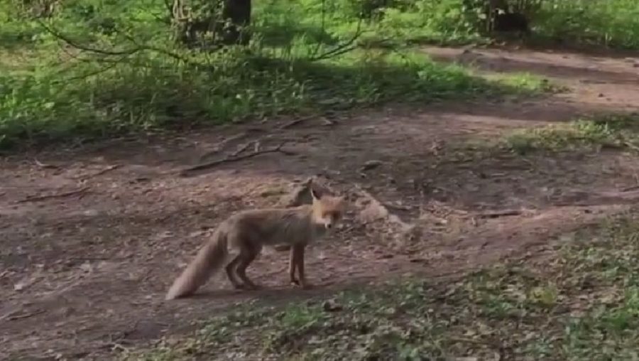 В Брянской области у Круглого озера сняли на видео худую лису-попрошайку