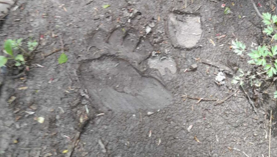 Житель Дятькова заметил следы медведя у реки Болвы