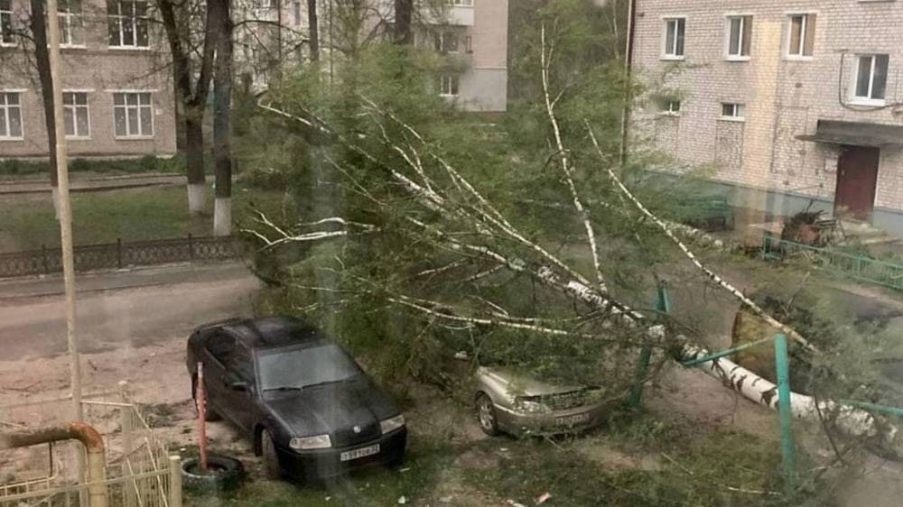 В Жуковке Брянской области упавшее дерево повредило автомобиль