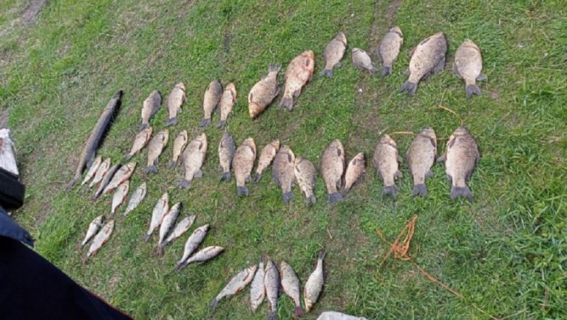 В Брасовском районе Брянщины полиция изъяла 118 рыб у троих браконьеров