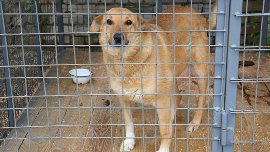 В Брянске 40 агрессивных собак решили не выпускать из приюта на Почтовой