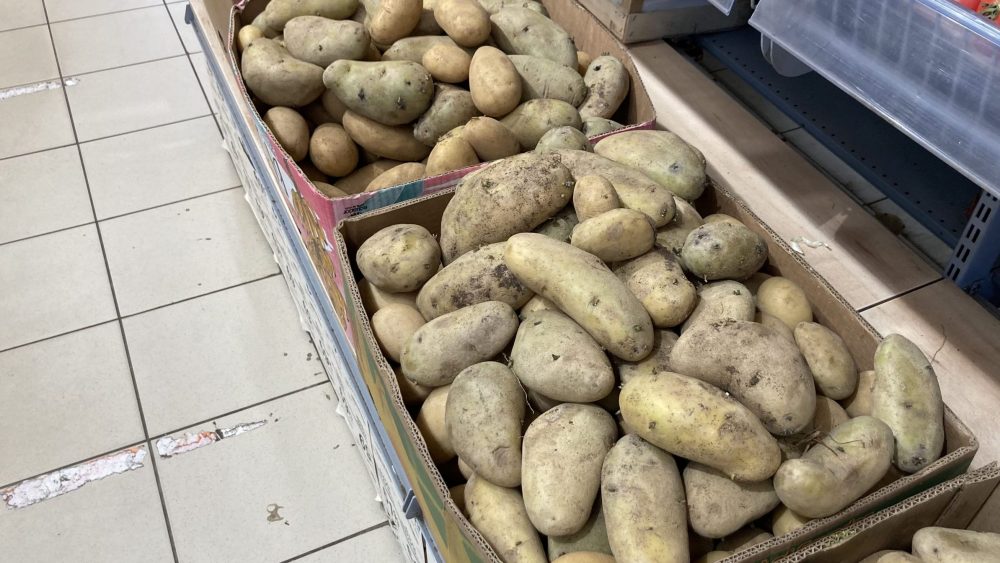 В Брянской области из-за ухудшения погоды и дождей сдвинулись сроки уборки картофеля