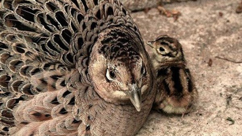 В брянском зоопарке появились птенцы у карликовых курочек и золотых фазанов