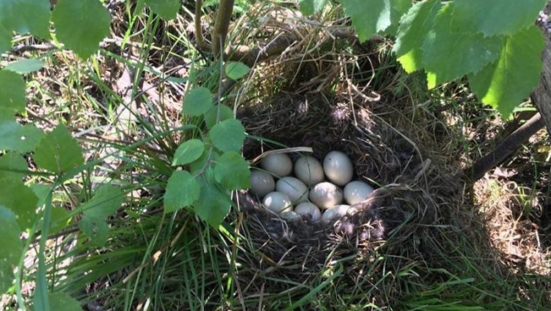 В заповеднике «Брянский лес» почти на тропе нашли утиное гнездо с яйцами