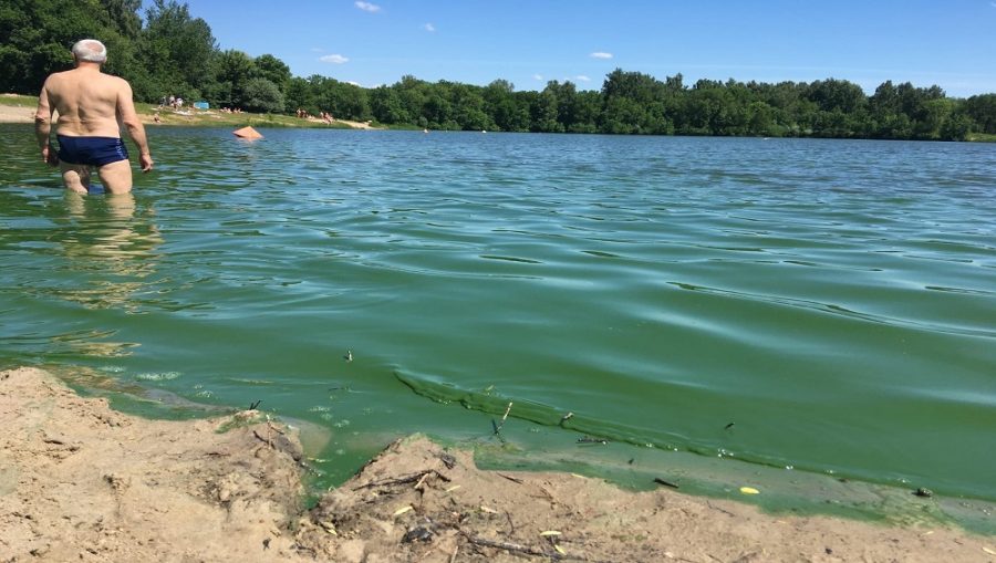 Озеро Мутное в Фокинском районе Брянска зацвело и стало зелёным