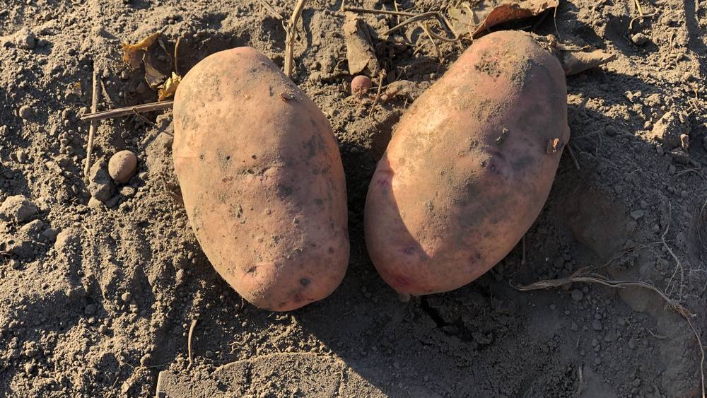 Производство картофеля в Брянской области за год выросло на 19,6 процента