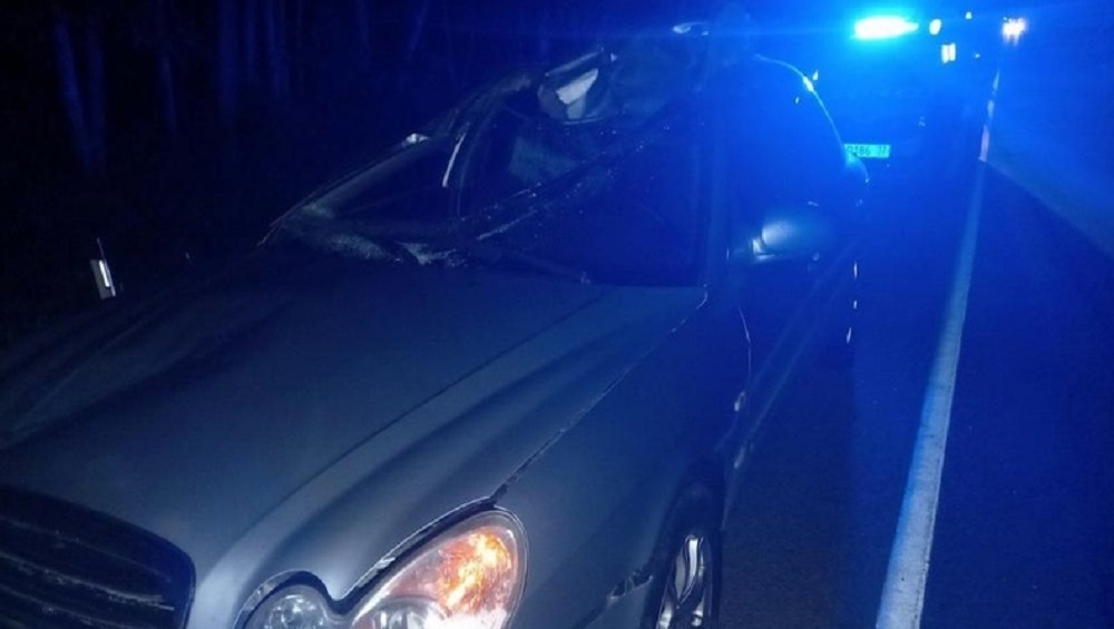 Под Брянском автомобиль Hyundai врезался в лося – ранены три человека