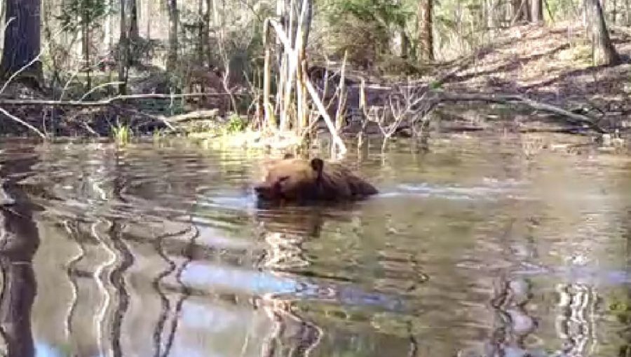 В заповеднике «Брянский лес» сняли видео купающегося медведя