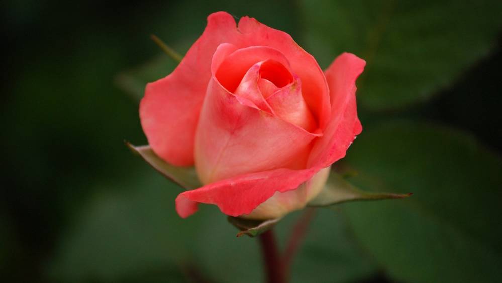 В Клинцах парень и девушка подарили красные розы посетителям парка