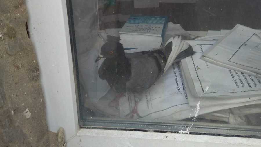 Жителей Климова обеспокоило положение запертого в офисе голубя