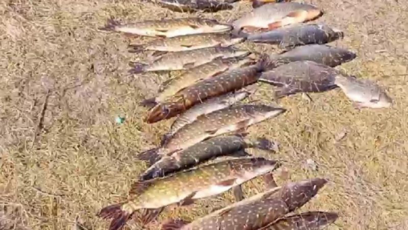 В Брянской области рыбаки-браконьеры попались на 363 нарушениях