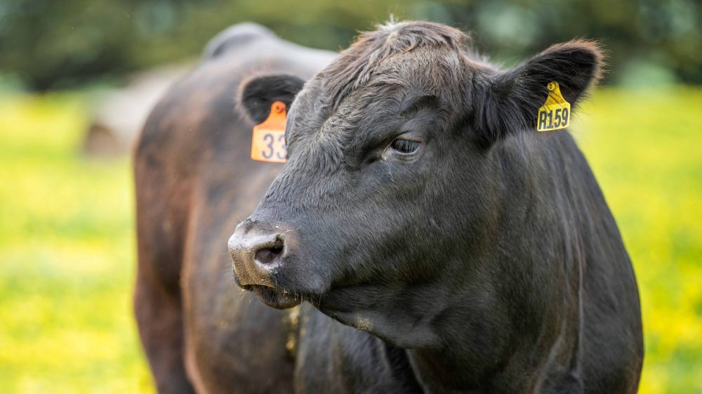 Брянские власти частично оплатят сельхозпредприятиям чипы для скота