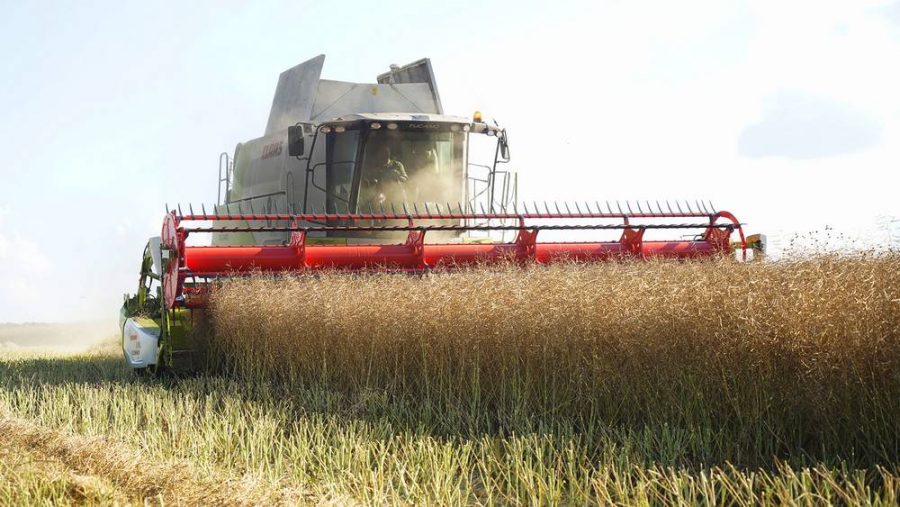 В Брянской области в 15 районах начали жатву рапса и зерновых