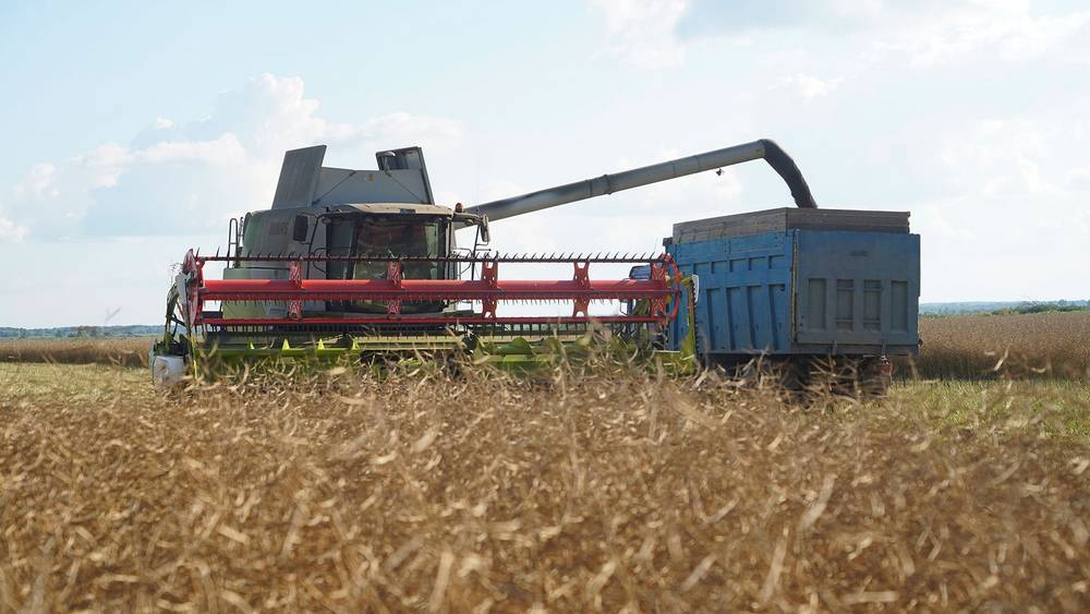 В Брянской области в этом году валовой сбор зерновых составит 2,5 млн тонн