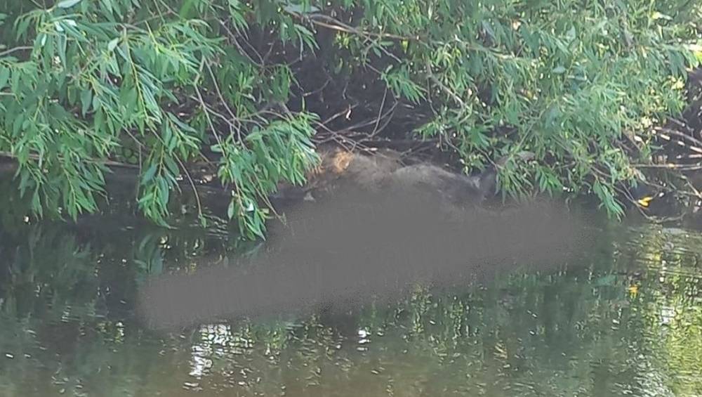 В Клинцовском районе на реке Ипути жители нашли тушу погибшего кабана