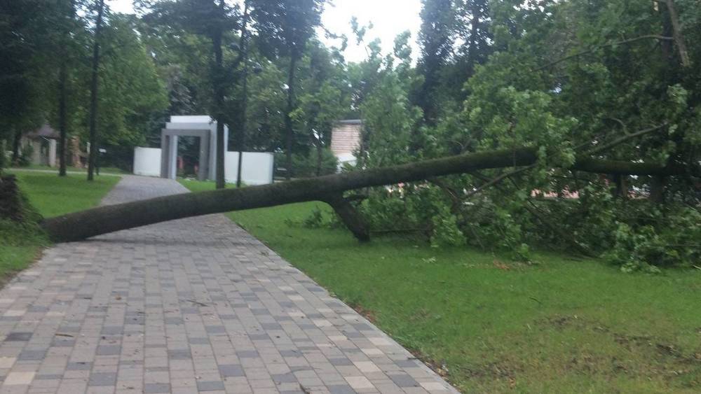 В Майском парке Брянска ураганный ветер повалил дерево на дорожку