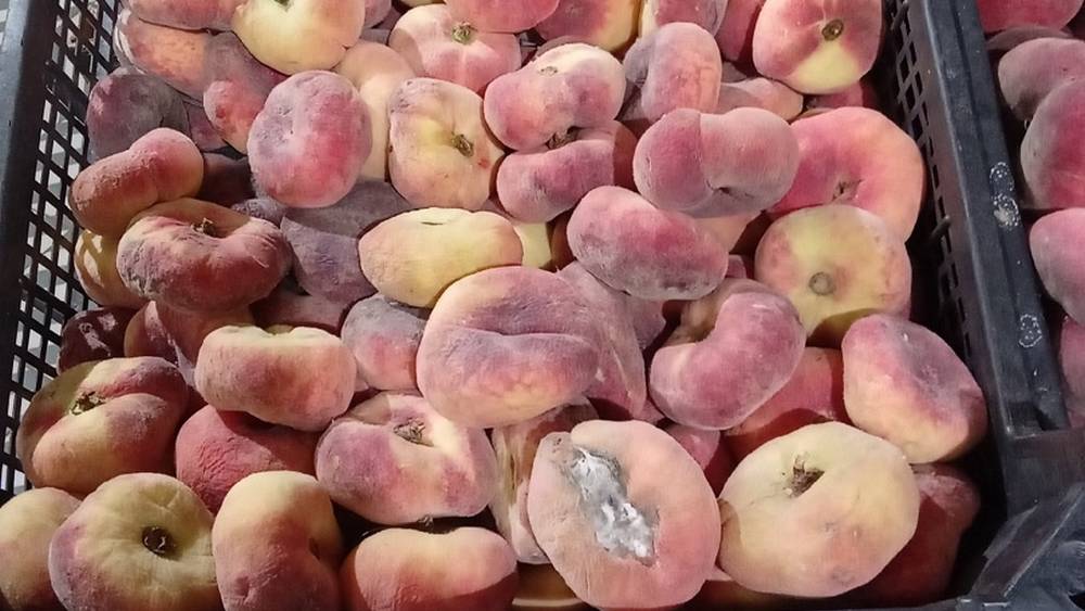 В Брянске покупатели обвинили супермаркет в продаже гнилых персиков