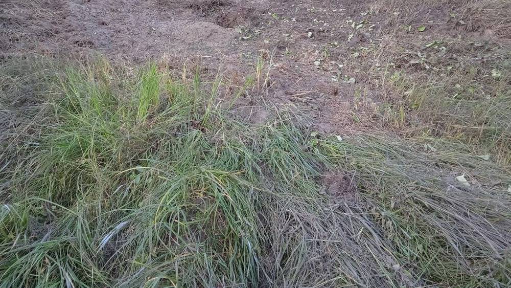 Жители Стародубского района сообщили об обстреле села Лужки