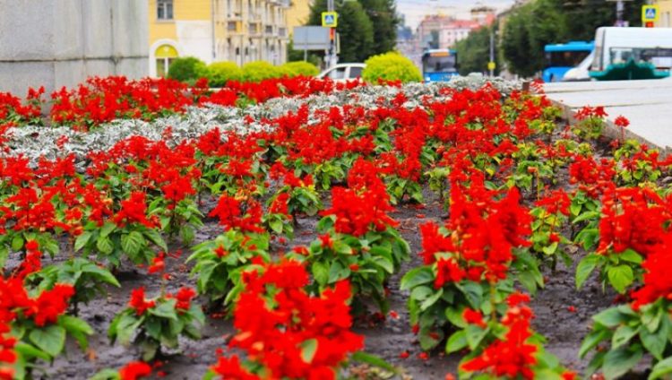 В Брянске на клумбах расцвели 172 тысячи цветов