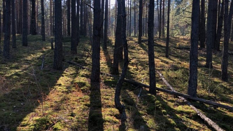В лесах Брянской области пожароопасный сезон завершится 1 октября