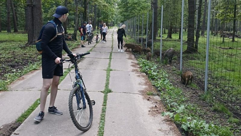 Брянские любители велосипедных прогулок посетили кабанчиков