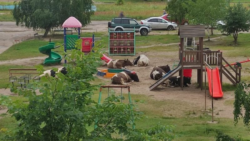 В Брянске детскую площадку в микрорайоне «Автозаводец» облюбовали коровы