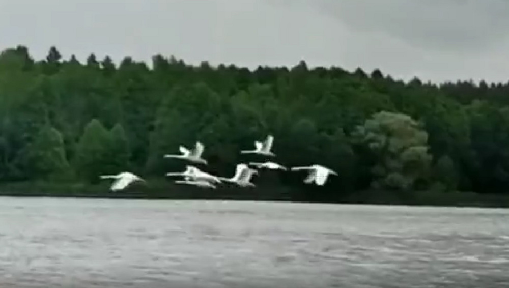 В Белых Берегах сняли видео взлетающей с поверхности озера стаи лебедей