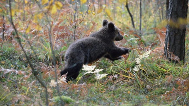 В празднующем 35-летие заповеднике «Брянский лес» насчитали 25 медведей