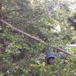В Бежицком районе Брянска во дворах домов рухнули поваленные ветром деревья