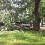 В Бежицком районе Брянска во дворах домов рухнули поваленные ветром деревья