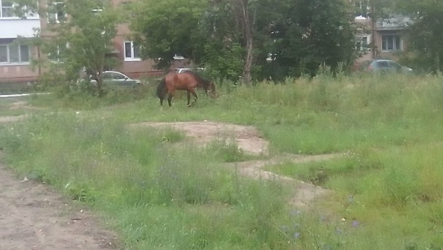 В Брянске во двор пятиэтажки в переулке 22-го Съезда забрела голодная лошадь