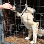 Более 100 собак из брянского приюта для бездомных животных обрели хозяев